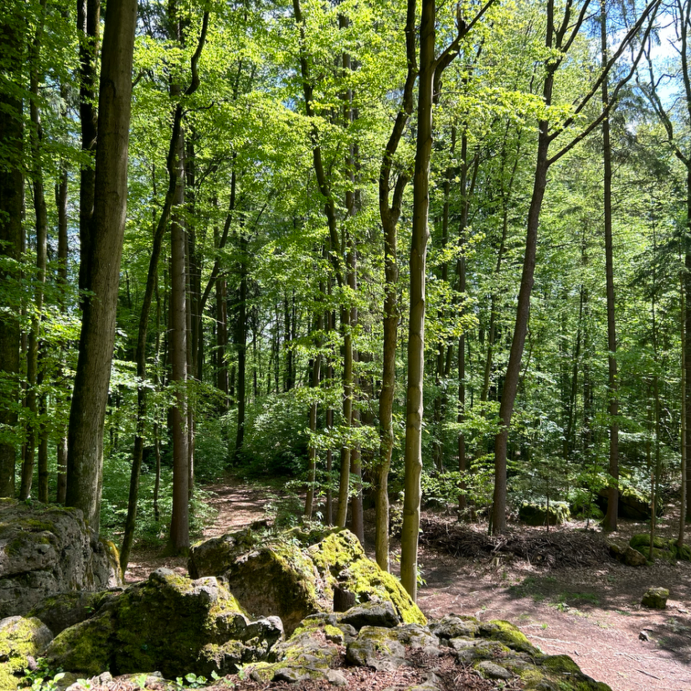 Ein Waldweg umgeben von Bäumen und Moos, mit Sonnenlicht, das durch die Blätter fällt.